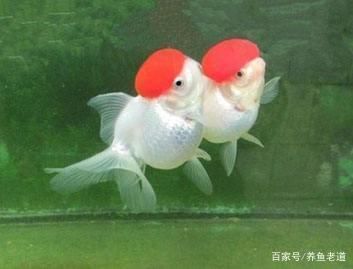 觀賞魚失漂怎么治療（觀賞魚失漂怎么辦） 蝴蝶鯉魚苗 第3張