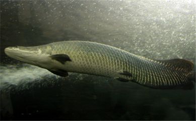 海象魚(yú)和巨骨舌魚(yú)的區(qū)別（巨骨舌魚(yú)和海象魚(yú)的區(qū)別） 水溫計(jì) 第1張