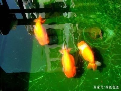 觀賞魚(yú)需要加熱棒嗎（觀賞魚(yú)是否需要使用加熱棒） 水溫計(jì) 第3張