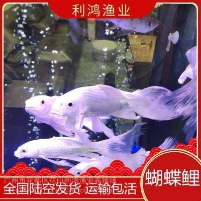 蝴蝶鯉繁殖（蝴蝶鯉的繁殖方式及注意事項(xiàng)） 白子銀龍魚苗 第1張