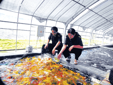 蝴蝶鯉繁殖（蝴蝶鯉的繁殖方式及注意事項(xiàng)） 白子銀龍魚苗 第3張