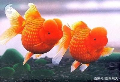 紅皇冠珍珠金魚(yú)（紅皇冠珍珠金魚(yú)品種的起源與發(fā)展金魚(yú)的起源與發(fā)展）