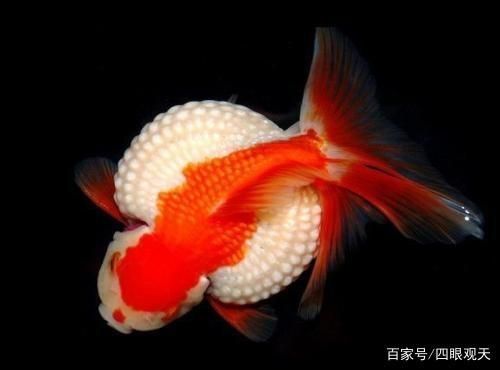 紅皇冠珍珠金魚(yú)（紅皇冠珍珠金魚(yú)品種的起源與發(fā)展金魚(yú)的起源與發(fā)展）