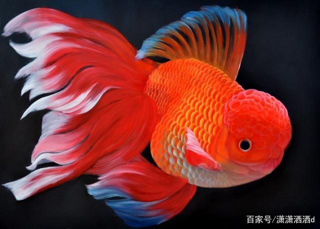 風(fēng)水魚有哪些品種可鎮(zhèn)宅（養(yǎng)風(fēng)水魚的注意事項(xiàng)） 海水魚（海水魚批發(fā)） 第1張