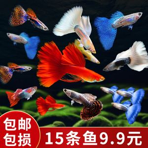 海象魚活體（巨骨舌魚是一種大型觀賞魚的繁殖與遺傳學觀賞魚的起源） 馬來西亞貓山王榴蓮 第3張