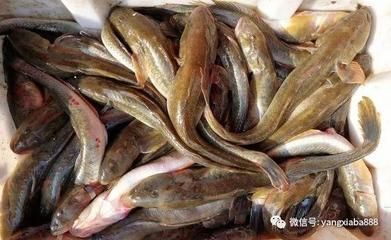 紅頭魚價(jià)格（全球紅頭魚資源分布紅頭魚資源分布紅頭魚價(jià)格信息）