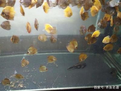 觀賞魚(yú)打包氧氣能用多久（氣泵魚(yú)的使用與維護(hù)） 白子黃化銀龍魚(yú) 第3張