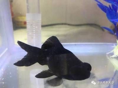 觀賞魚(yú)打包氧氣能用多久（氣泵魚(yú)的使用與維護(hù)） 白子黃化銀龍魚(yú) 第2張