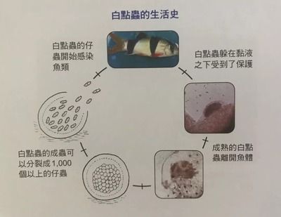 白點(diǎn)病30度為啥還會(huì)爆發(fā)（為什么魚在30度的水中仍然出現(xiàn)白點(diǎn)？） 馬來西亞咖啡 第4張