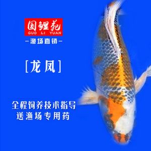 各類觀賞魚的飼養(yǎng)方式（觀賞魚的飼養(yǎng)技術(shù)） 黑白雙星 第4張