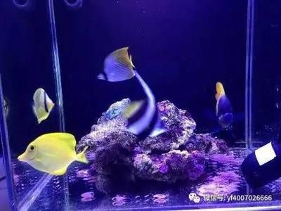 扁平的觀賞魚(yú)是什么品種的魚(yú)（扁平的觀賞魚(yú)品種）