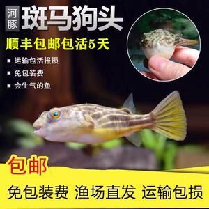 v字狗頭魚（v字狗頭魚是一種淡水魚，飼養(yǎng)時需要注意以下幾點） 觀賞魚市場 第1張