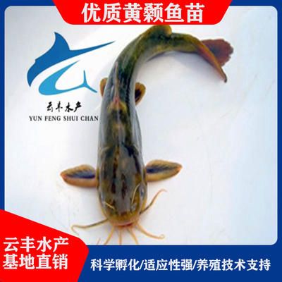 廣東觀賞魚養(yǎng)殖基地有哪些（廣東觀賞魚養(yǎng)殖基地） 野生地圖魚 第1張