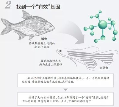 蝶翼斑馬魚（養(yǎng)殖蝶翼斑馬魚需要注意什么？）