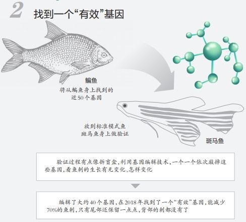 蝶翼斑馬魚（養(yǎng)殖蝶翼斑馬魚需要注意什么？）