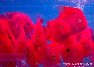 財(cái)神鸚鵡魚怎么養(yǎng)（財(cái)神鸚鵡魚的養(yǎng)護(hù)方法）