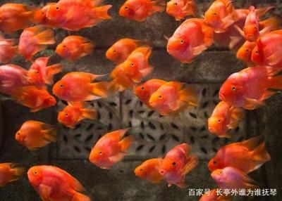 財(cái)神鸚鵡魚怎么養(yǎng)（財(cái)神鸚鵡魚的養(yǎng)護(hù)方法）