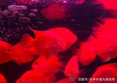 財(cái)神鸚鵡魚怎么養(yǎng)（財(cái)神鸚鵡魚的養(yǎng)護(hù)方法）