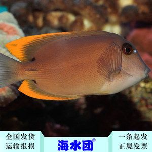 觀賞魚海魚好養(yǎng)嗎視頻（海魚觀賞魚的飼養(yǎng)技術(shù)）