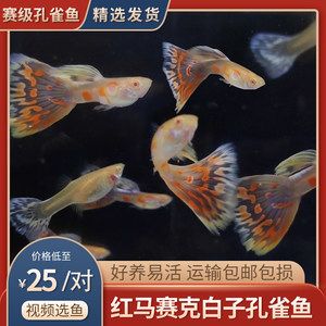 白子孔雀魚生小魚前兆 南美異型魚 第3張