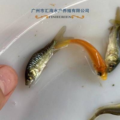 廣州觀賞魚批發(fā)價格多少（廣州最大的觀賞魚批發(fā)市場觀賞魚價格） 赤荔鳳冠魚 第4張