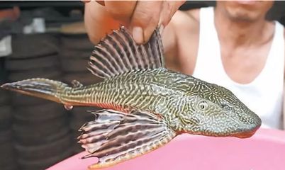 繁殖觀賞魚(yú)生意怎么樣（繁殖觀賞魚(yú)生意有優(yōu)勢(shì)也有挑戰(zhàn)） 老魚(yú)匠 第3張