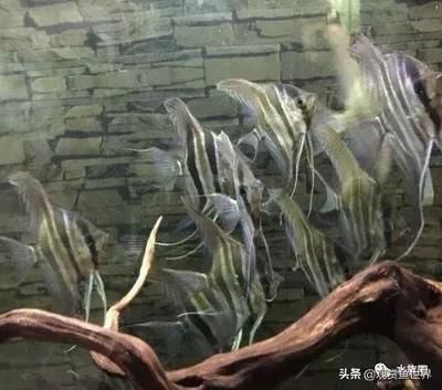 繁殖觀賞魚(yú)生意怎么樣（繁殖觀賞魚(yú)生意有優(yōu)勢(shì)也有挑戰(zhàn)） 老魚(yú)匠 第4張