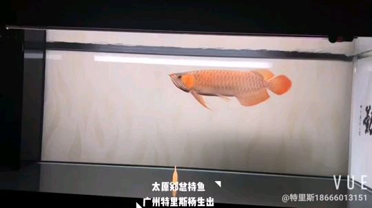 山西太原魚友反饋（下掛胸鰭萬吉、從我這請回家半年左右、體型真漂亮）