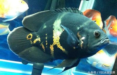 觀賞魚大白片用打養(yǎng)嗎怎么養(yǎng)活（大白片觀賞魚的使用方法不用于治療觀賞魚的依賴） 沖氧泵 第1張