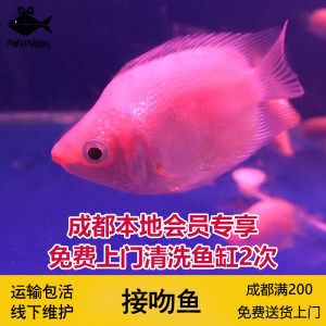 觀賞魚大量死亡（觀賞魚死亡的原因及解決方法） 泰國(guó)虎魚（泰虎） 第1張