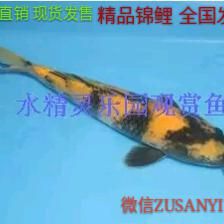 觀賞魚大量死亡（觀賞魚死亡的原因及解決方法） 泰國(guó)虎魚（泰虎） 第3張