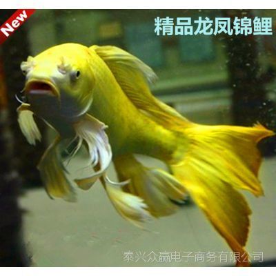 觀賞魚 大尾巴（如何挑選觀賞魚大尾巴） 觀賞魚企業(yè)目錄 第2張