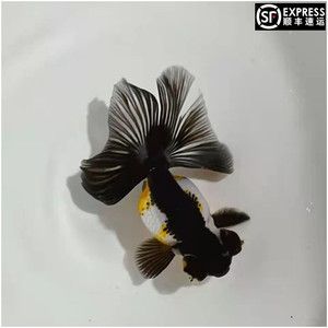 觀賞魚 大尾巴（如何挑選觀賞魚大尾巴） 觀賞魚企業(yè)目錄 第3張