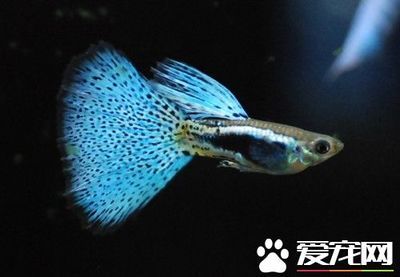 觀賞魚(yú)腸炎怎么治（如何治療觀賞魚(yú)腸炎）