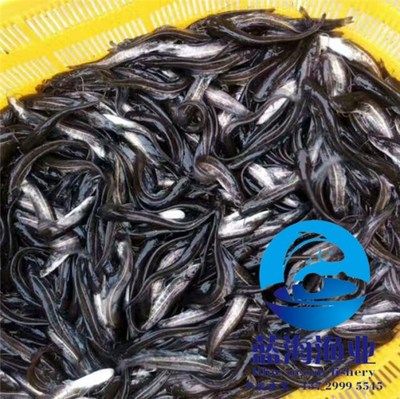 觀賞魚購(gòu)買網(wǎng)站推薦（如何選擇觀賞魚的購(gòu)買網(wǎng)站） 白子銀龍苗（黃化銀龍苗） 第3張