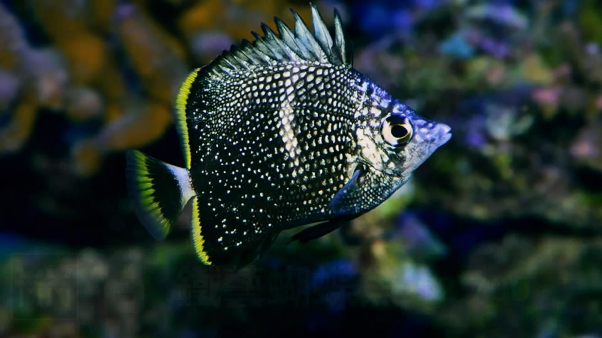 觀賞鯉魚（養(yǎng)護觀賞魚需要注意的事項）