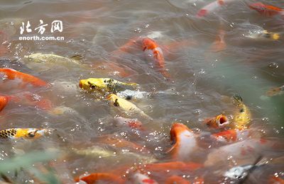 北方觀賞魚什么魚最好養(yǎng)（適合北方養(yǎng)殖的幾種觀賞魚） 祥龍龍魚魚糧 第3張