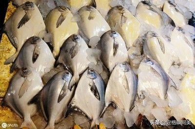 斑馬鯧魚（關于斑馬魚的問題）