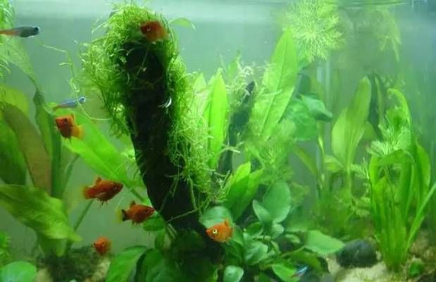 草金魚缸里放什么植物（草金魚缸植物養(yǎng)護技巧） 龍魚麻藥（祥龍Nika） 第1張