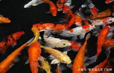 觀賞魚最大的優(yōu)點（觀賞魚的優(yōu)點與注意事項） 黑水素 第4張