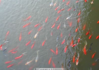 象鼻魚和龍魚混養(yǎng)好不好呢圖片（關(guān)于象鼻魚和龍魚混養(yǎng)的問題）