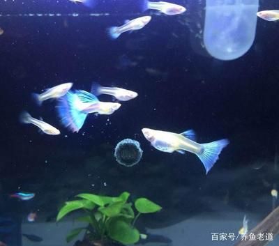 剛買回來的觀賞魚要多久喂食（剛買回來的觀賞魚的健康檢查定期對觀賞魚進行健康檢查） 其他益生菌 第2張