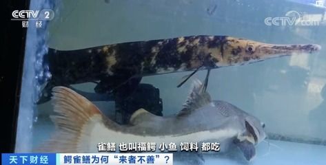 觀賞魚買賣平臺哪個好（如何選擇觀賞魚買賣平臺） 三間鼠魚 第1張