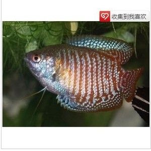 觀賞魚交流平臺哪個好（如何選擇一個優(yōu)質(zhì)的觀賞魚交流平臺）