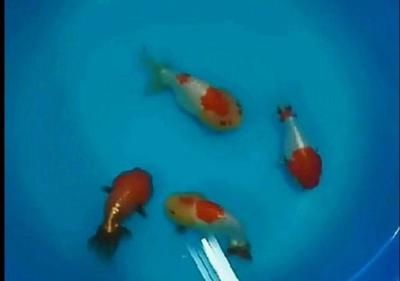 觀賞魚互動性（如何提高觀賞魚互動性） 一方水族 第4張