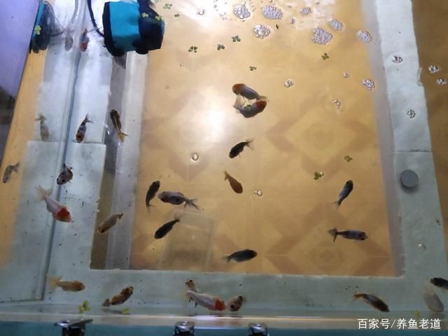 觀賞魚互動性（如何提高觀賞魚互動性）