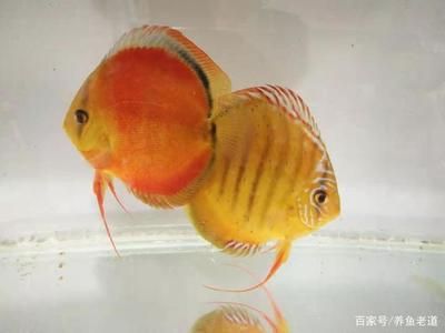 觀賞魚七彩神仙魚和燕魚能混養(yǎng)嗎（七彩神仙魚和燕魚可以混養(yǎng)） 大白鯊魚 第3張