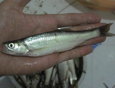 大白條魚（大白條魚和翹嘴魚的區(qū)別）