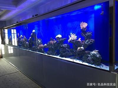 觀賞魚商店（如何開設(shè)一家成功的觀賞魚商店） 水族維護服務(wù)（上門） 第3張