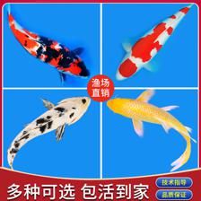 大型冷水觀賞魚品種（大型冷水觀賞魚） 虎紋銀版魚 第3張